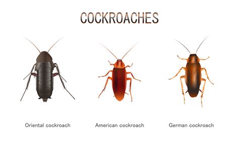 Types Of Cockroaches That Live In Nyc Pest Control Nyc Best Pest