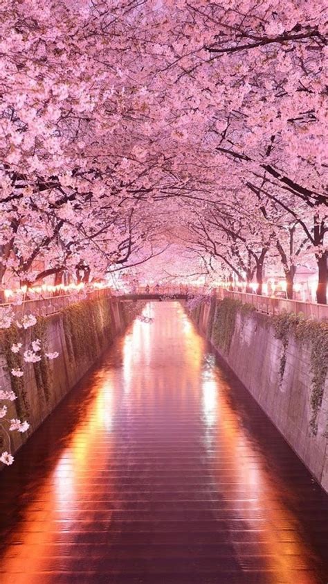 人気4位 満開の夜桜 Iphone15スマホ壁紙待受画像ギャラリー
