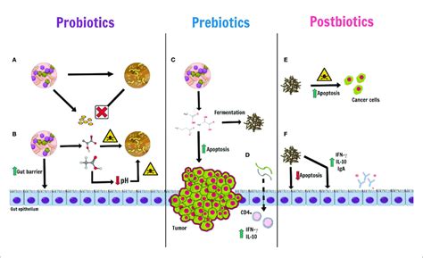 Putative Mechanisms Of Actions Of Probiotics Prebiotics And