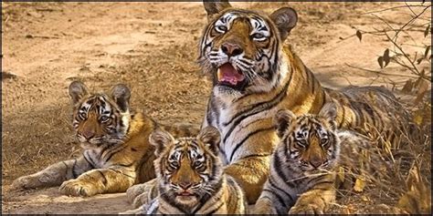 Mining laws and regulations 2021. Save Tigers from Coal Mining in India, Demands Animal ...