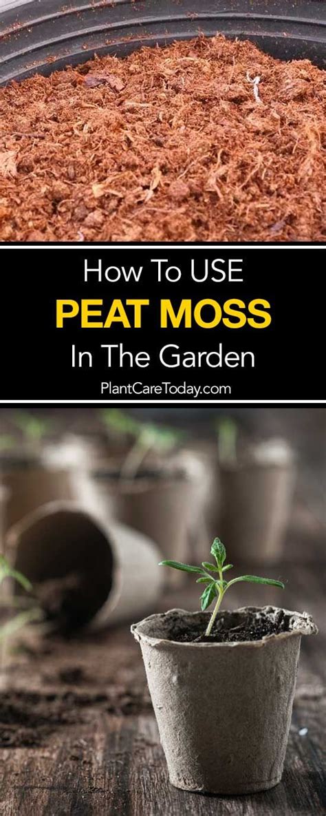 How To Use Peat Moss In Your Vegetable Garden Easy Backyard