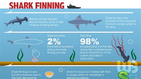 Portfolio Shark Finning Infographic Save Earth