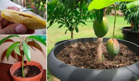 How Right To Grow A Mango Tree From Seed Step By Step