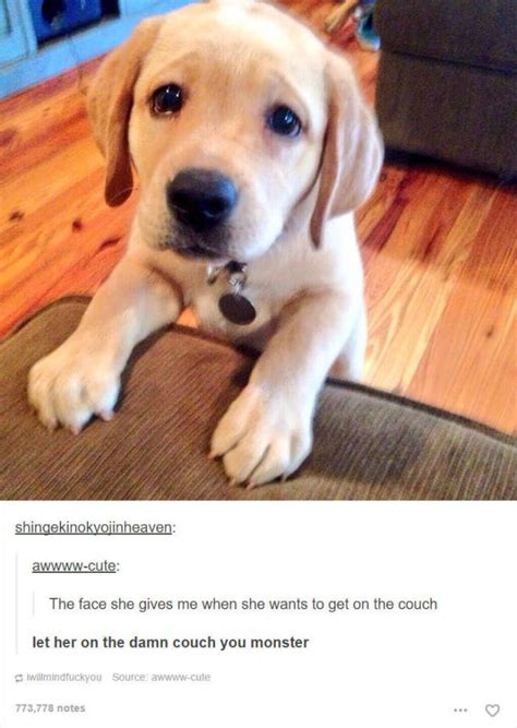 These Hilarious Dog Posts On Tumblr Wont Live You Indifferent 45 Pics