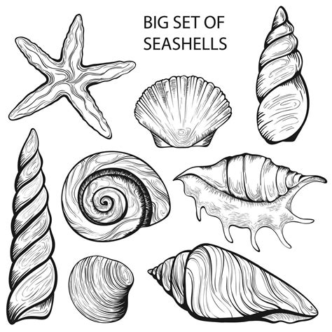 Top 104 Pictures How To Draw A Sea Shell Easy Superb