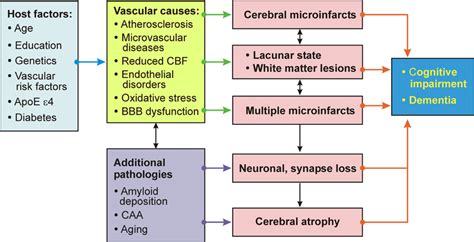 Frontiers Pathology And Pathogenesis Of Vascular Cognitive Impairment