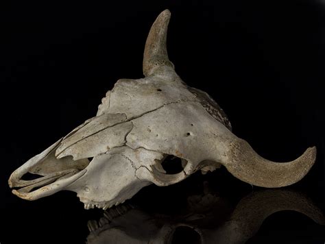 Original European Bison Bison Bonasus Skull Ebay