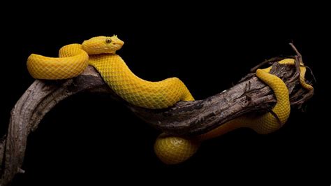 Yellow Viper On A Branch