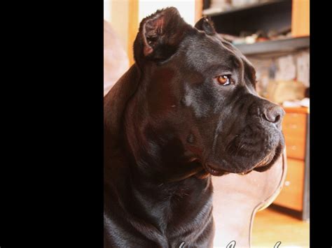 Cane Corso For Sale By Ivy League Kennel Cane Corso Breeder In Maryland
