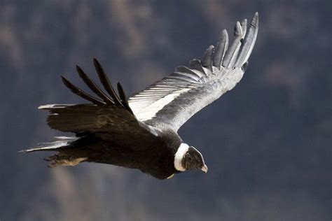Top 15 Largest And Heaviest Flying Birds On Earth