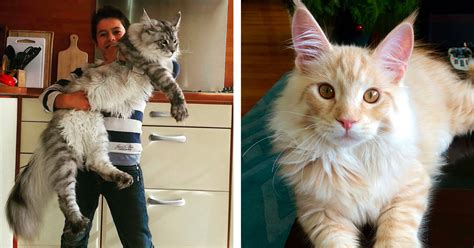 Maine Coon Cat Pictures That Perfectly Depict How Large They Really Are