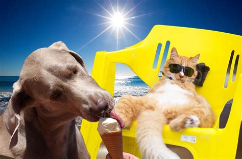 Summer sausage may also contain seasonings that are toxic to dogs including onion or garlic powder. How to keep your cat or dog cool in the heat and how to ...