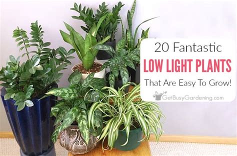 20 Fantastic Low Light Indoor Plants And Houseplants That Love The Dark
