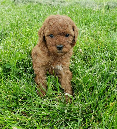 View our available mini goldendoodle puppies. Pin on Goldendoodle Puppies & Dogs for Sale