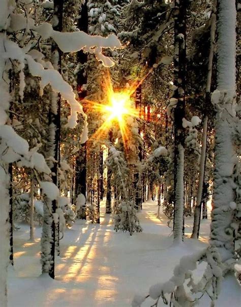 Sunrise In The Snowy Woods Winter Pictures Winter Scenery Winter