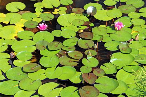 Lily Pads In A Pond Free Stock Photo Public Domain Pictures
