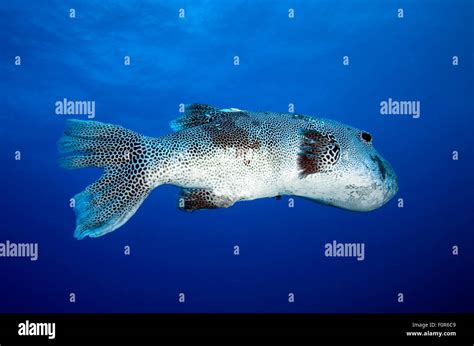 Puffer Fish Blue Sea Stock Photos And Puffer Fish Blue Sea Stock Images