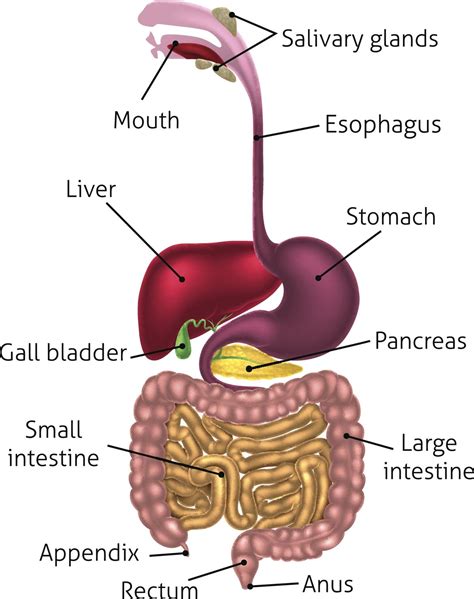 Human Digestive Tract System Human Digestive System Digestive System