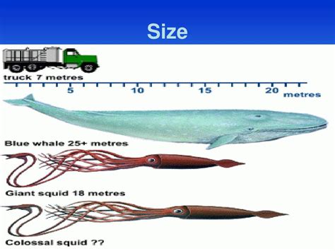 Giant Squid Size Next To Human Find The Kraken The Search For Giant