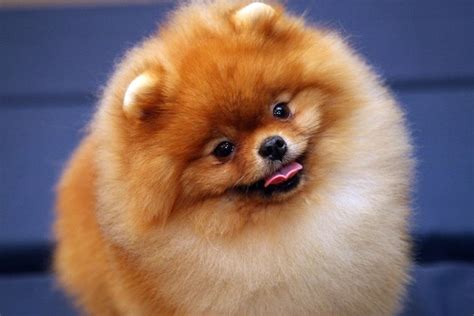 How To Care For A Pomeranian Cuteness
