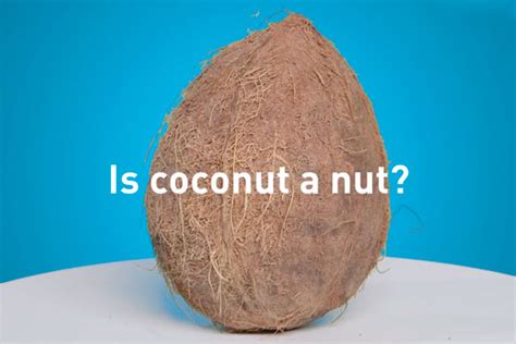 Coconut is a fruit of the coconut palm (cocos nucifera). Is a coconut a nut? - video Fast Food