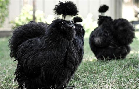 10 Most Fluffy And Adorable Chicken Breeds Chicken Fans