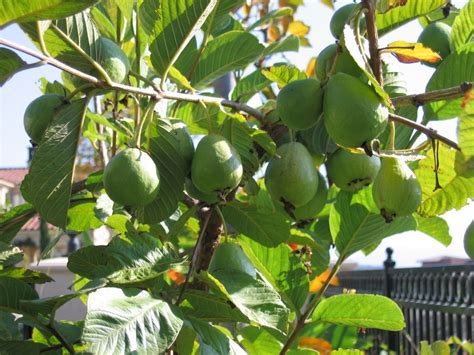 Packed with vitamin c, the fruit of the guava tree is prized for its delicious flavor. Tropical Guava