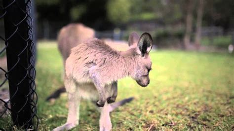 Cutest Kangaroo Joey Ever Sneezes Youtube