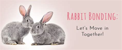 Rabbit Bonding Letss Move In Together Your Rabbits Are Ready To