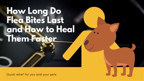 How Long Do Flea Bites Last And How To Heal Them Faster Fleabites