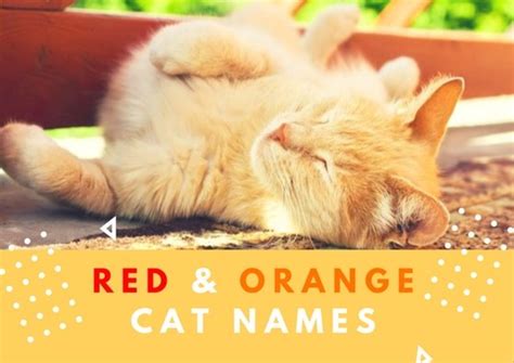 Your cat's name also needs to sound unique enough so that she'll learn to respond to it appropriately. 60 Badass Names for Red or Orange Cats | PetHelpful