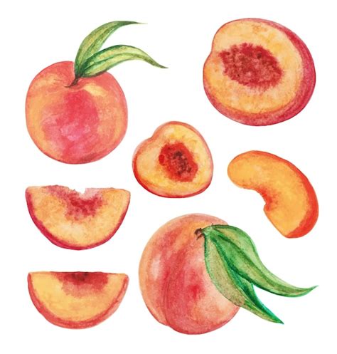 Premium Vector Illustration Of Vector Watercolor Peaches Fruit
