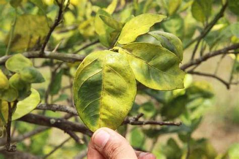 Lemon Tree Diseases Everything You Need To Know Minneopa Orchards