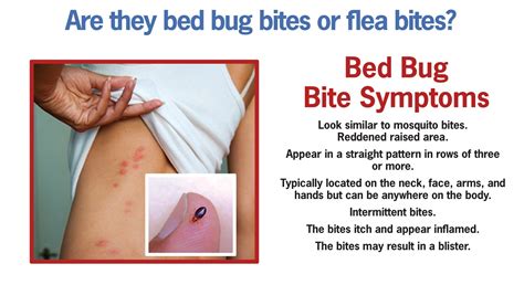 Bed Bug Removal On Hilton Head Island Call The Experts Today
