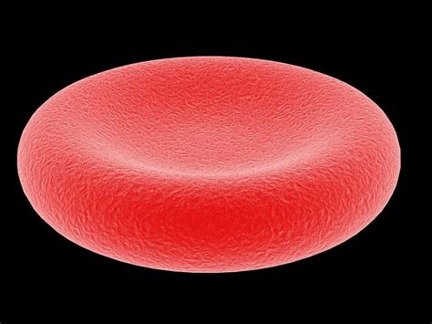 How To Make A 3d Model Of Red Blood Cell