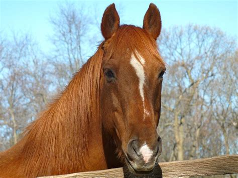 Beautiful Brown Horse Why The Long Face Photograph By Kenneth Summers