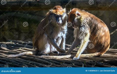 Two Brown Monkeys Grooming Each Other In The Sun Stock Image Image Of