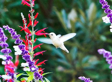 It really helps to know what species of hummingbirds live in ohio. Ohio Birds and Biodiversity: White hummingbird at ...