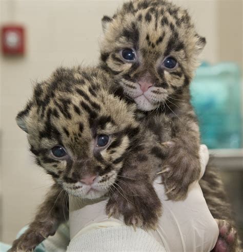 Smithsonians National Zoos Clouded Leopard Cubs Are Thri Flickr