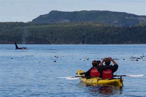 Looking For Whales Find Them On A Bc Kayak Vacation British