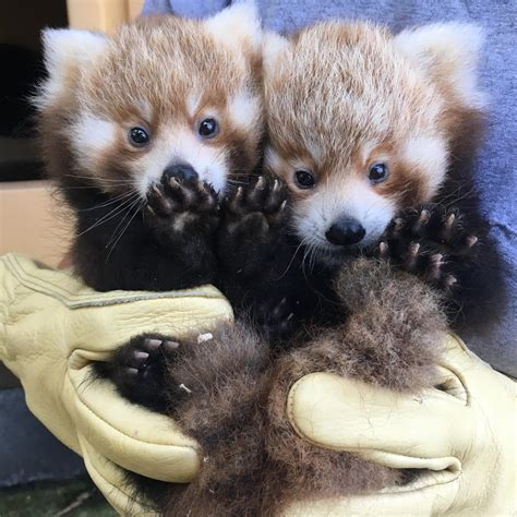 Baby Twin Red Pandas Just Born At The Smithsonian National Zoo Raww