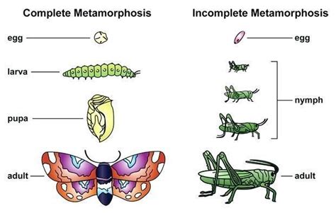 What Is Incomplete Metamorphosis Brainlyph