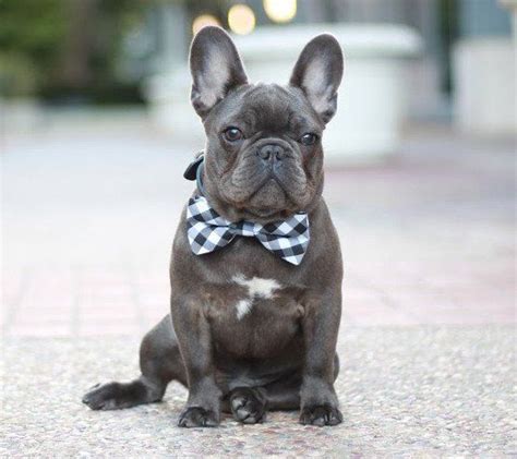 Plaid Black Dog Bow Tie Collar Pet Accessory Birthday T Dog