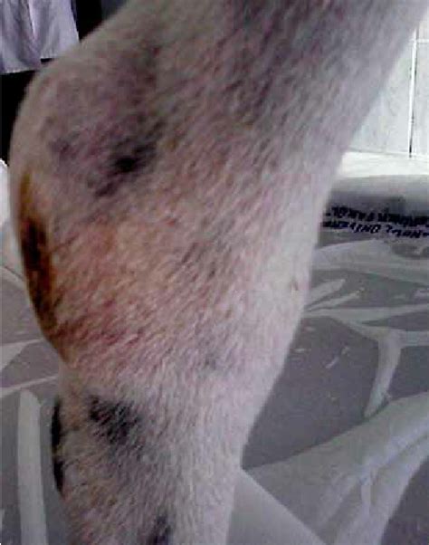 Lyme Disease In Dogs Swollen Joints