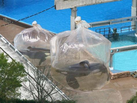 Seaworld Overhauls Tanks Begins Transition To More Interactive Orca