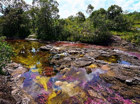 Check spelling or type a new query. The Caño Cristales: Colombia's Extraordinary River of Five ...