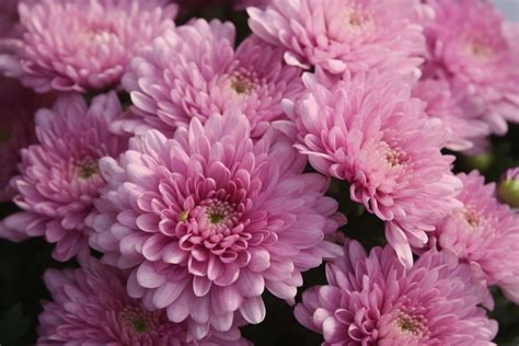 Pink Chrysanthemum Flower Meaning Symbolism And Spiritual Significance