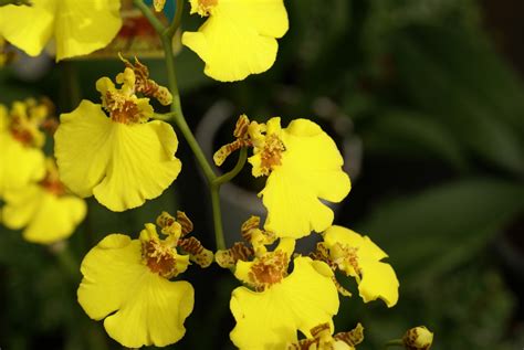 Yellow Oncidium Orchid Yellow Orchid Oncidium Orchids Types Of Orchids