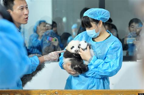 Baby Pandas China 14 New Babies On Display At Breeding Base Huffpost