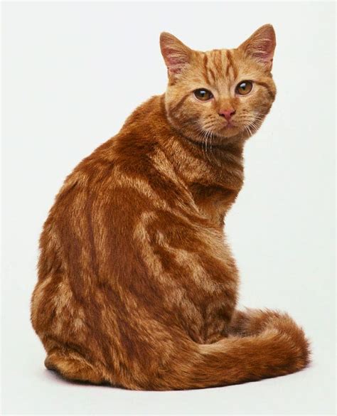 British Tabby Shorthair Shorthaired Cats Fluffy Cat Breeds Orange